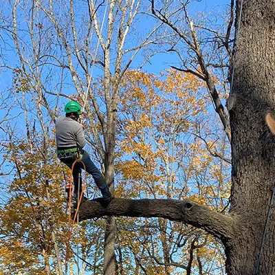 Tree Services